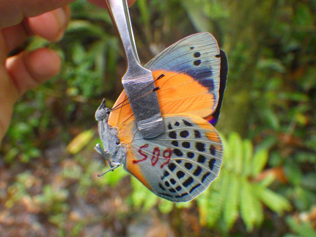 Picture of an orange, tan, and black tropical butterfly being held with stamp forceps and marked with the num ber 509.