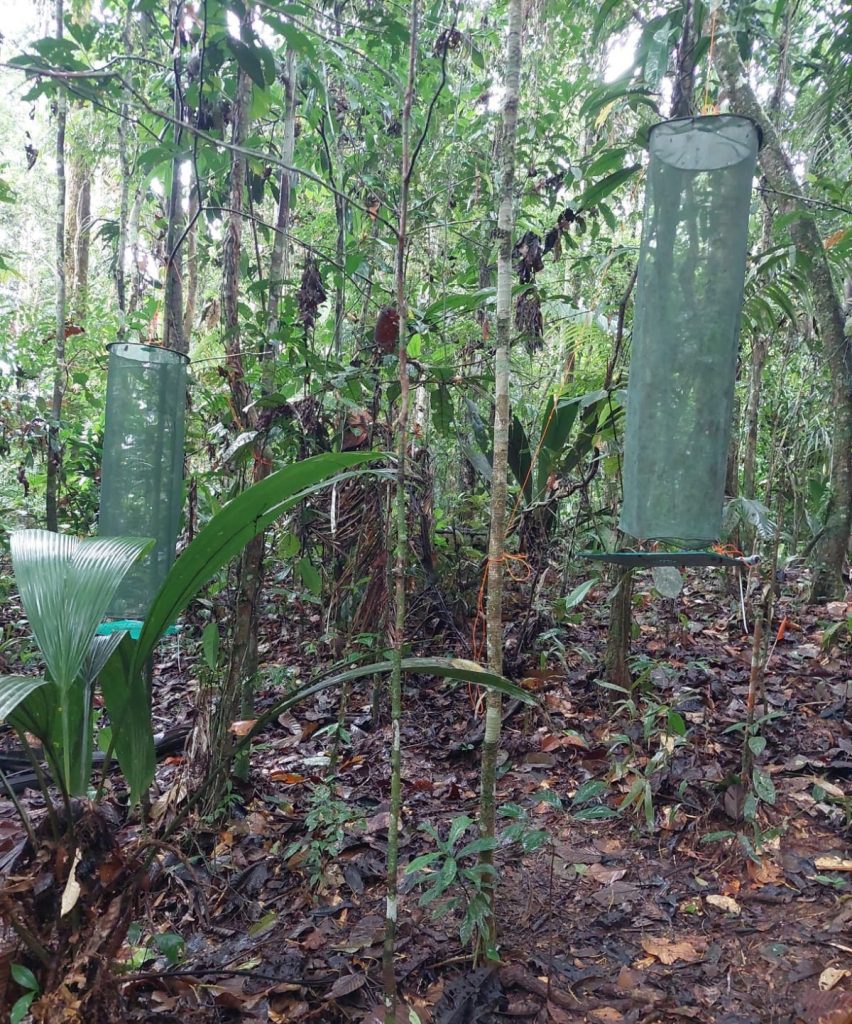Picture of a butterfly bait trap hanging in a tropical forest.