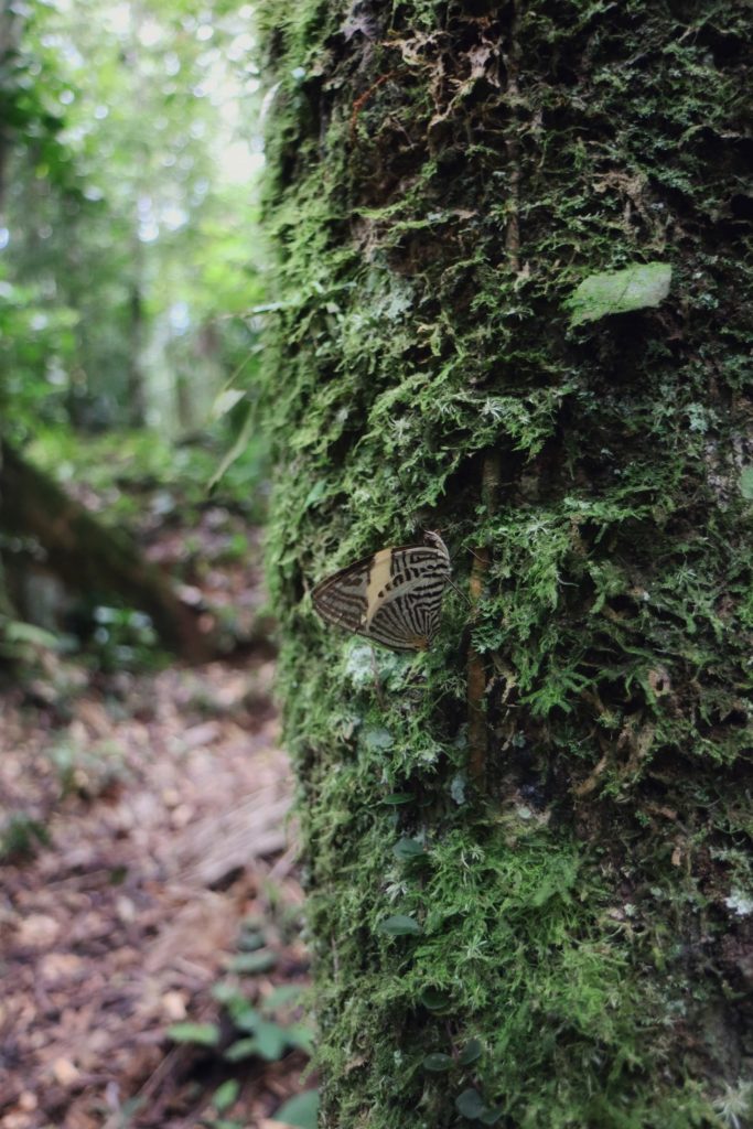 Picture of a tan and brown striped butterfly perched on a mossy tree trunk.