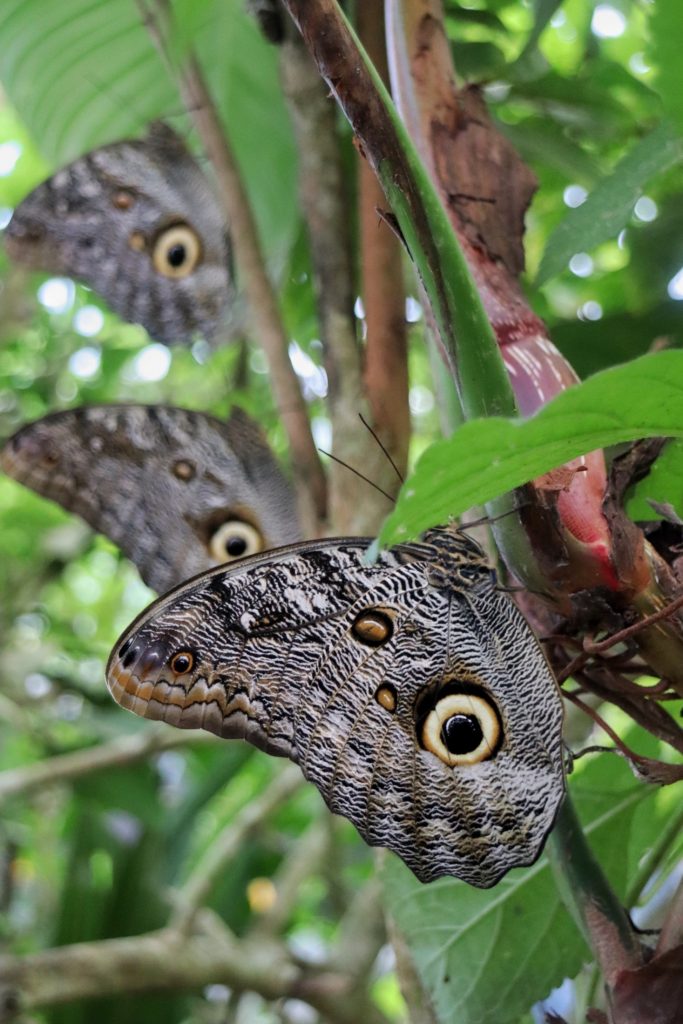 Picture of three perching owl butterflies.