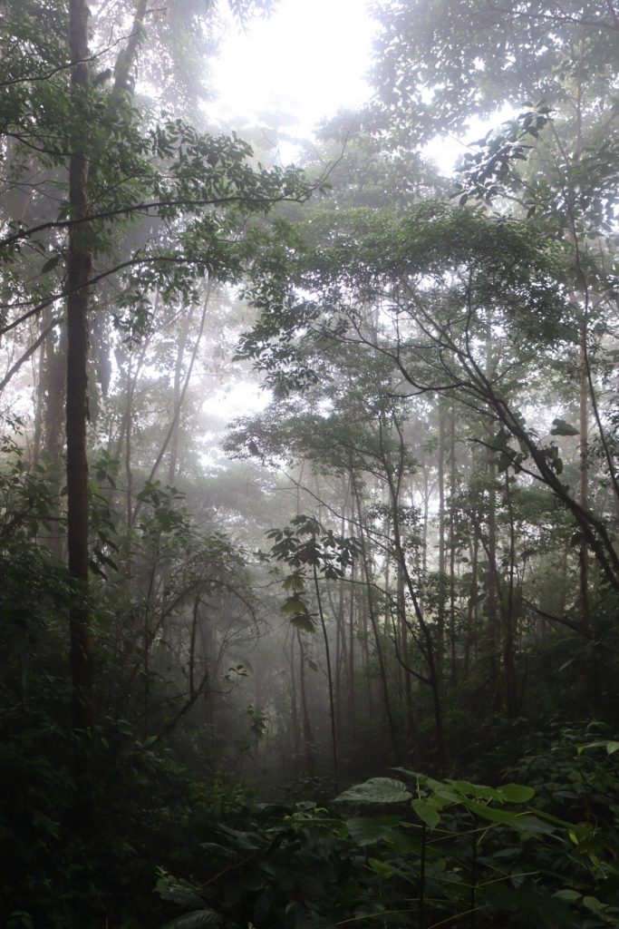 Picture of a misty tropical forest.