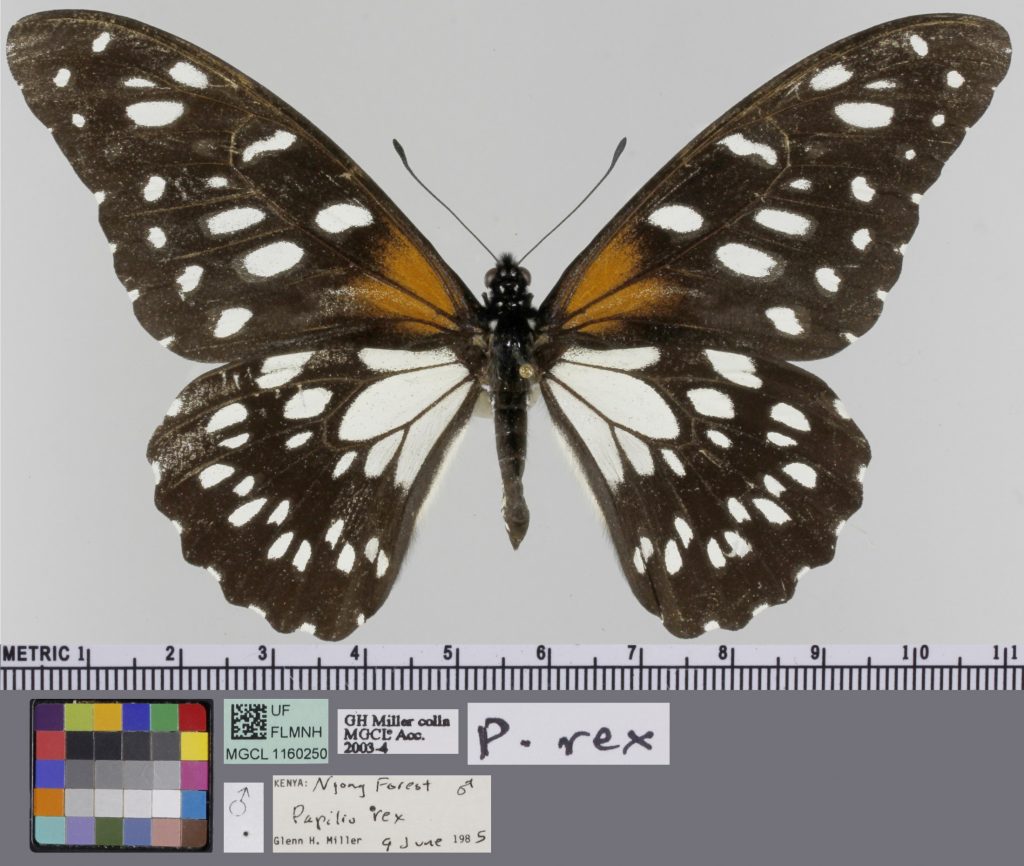 White, black, and orange butterfly without tails.