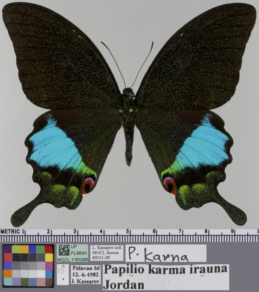 Black, blue, and green butterfly with tails.
