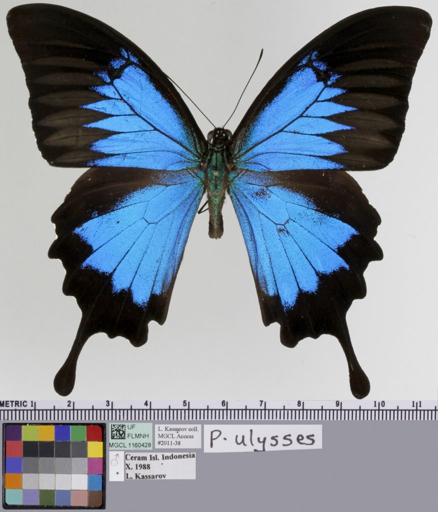 Picture of a blue and black butterfly with tails.