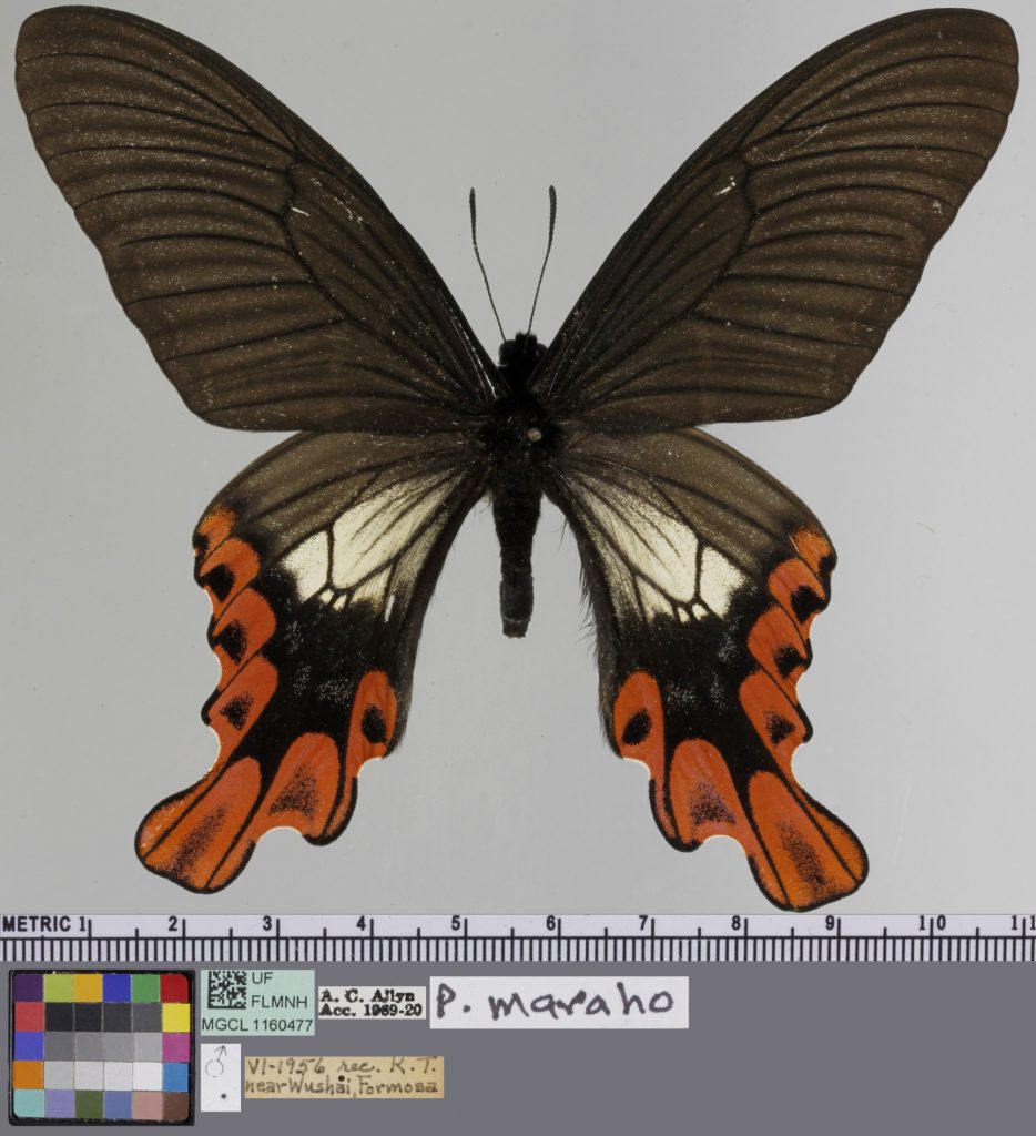 Picture of a black, red and white butterfly with tails.