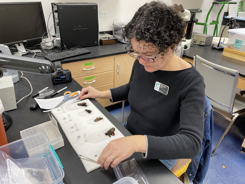 Picture of a woman working with butterfly specimens in a lab.