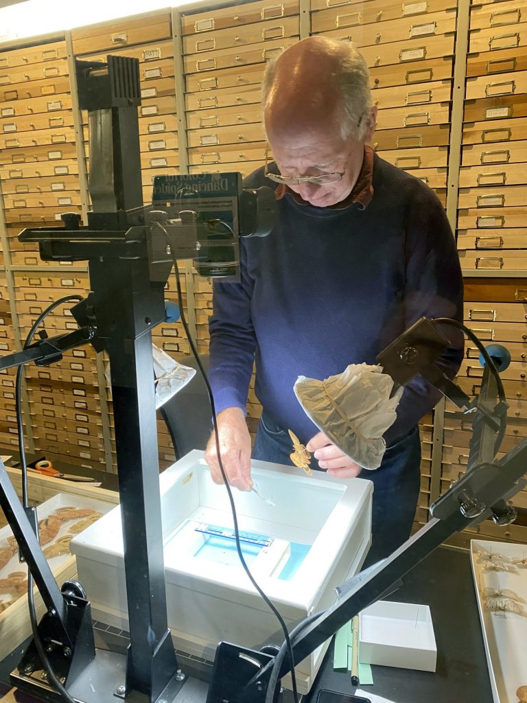 Picture of a man arranging a moth in a light box.