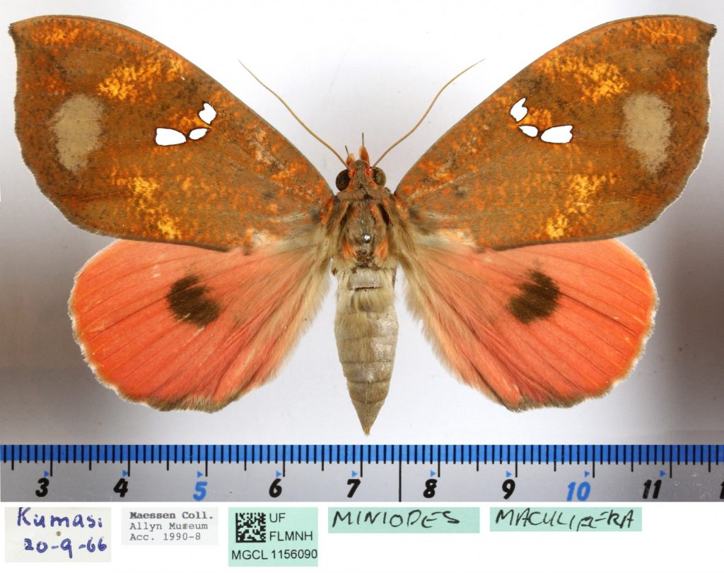 Picture of a brown and orange moth.