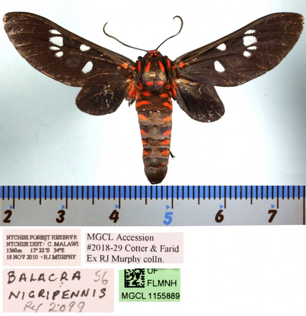 Picture of a black moth with white spots.