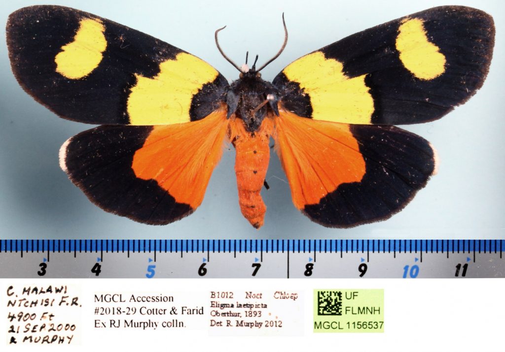 Picture of an orange, yellow, and black moth.