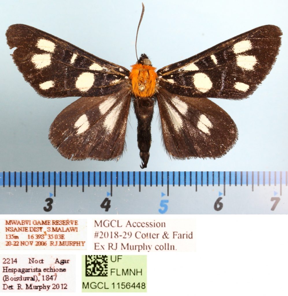 Picture of a black and white moth with an orange thorax.