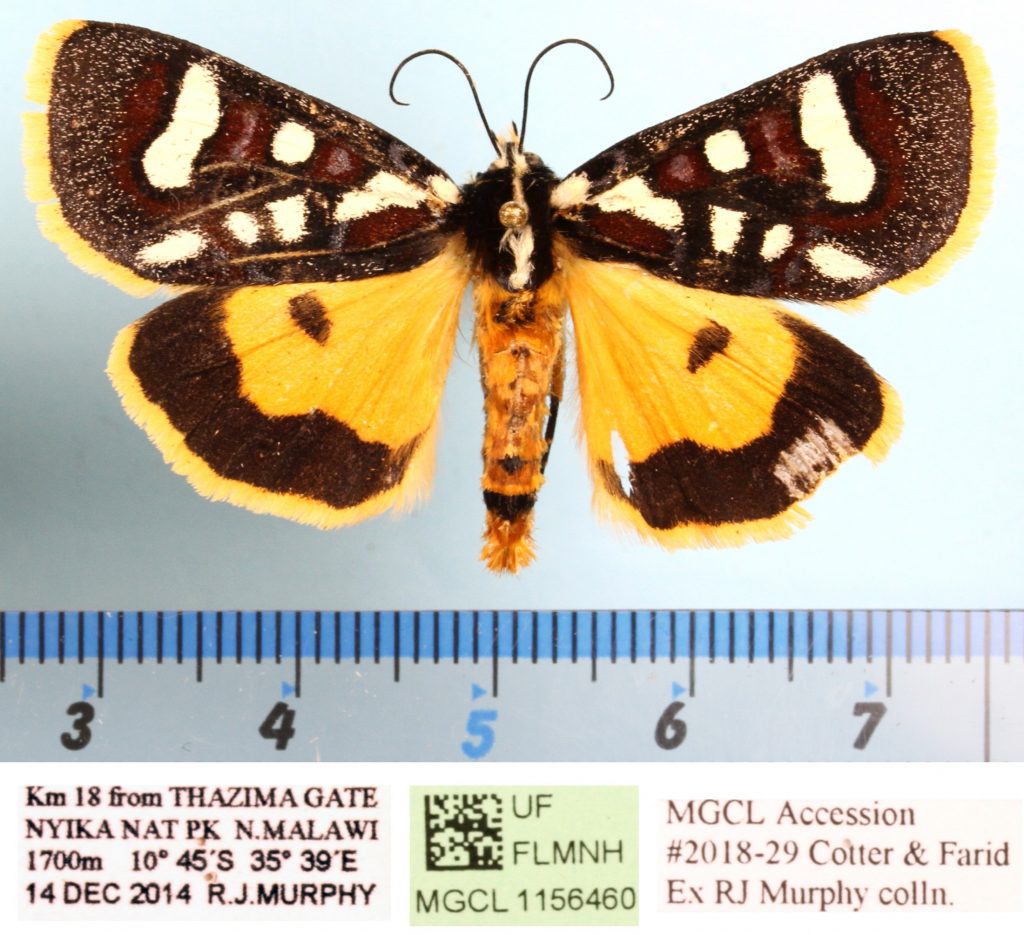 Picture of a brown, orange, and white moth.