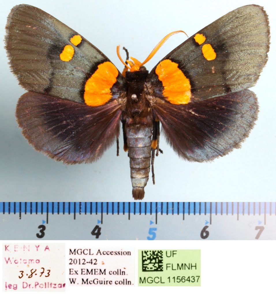Picture of a black and orange moth.