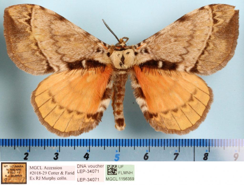 Picture of a brown and orange moth.