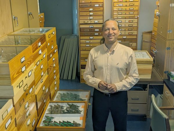 Picture of a man standing with butterfly collection drawers.