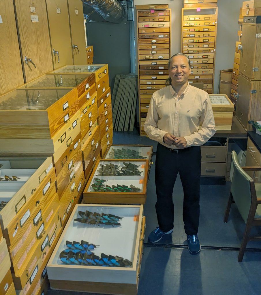 Picture of a man standing in a room with butterfly display drawers.