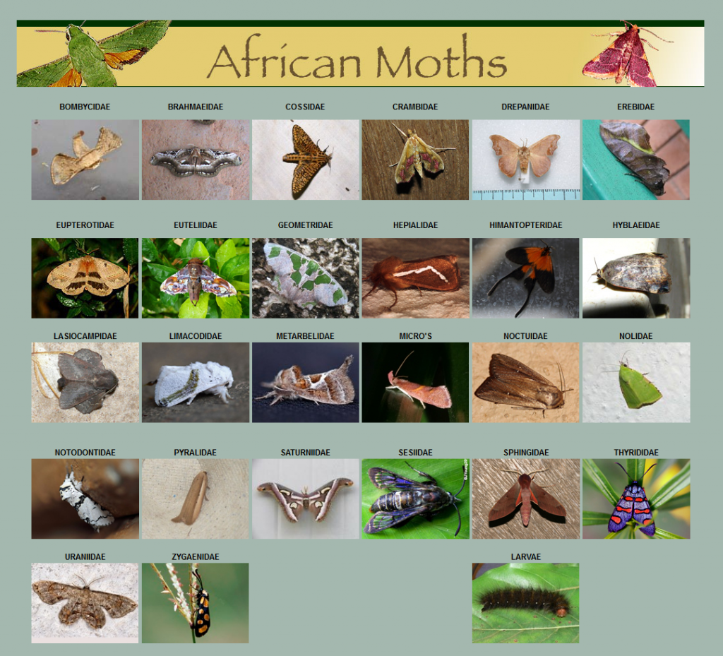 Screen grab of a website page with African moths.