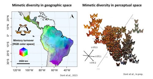 Maps showing effects of mimicry at broad scales in the Neotropics