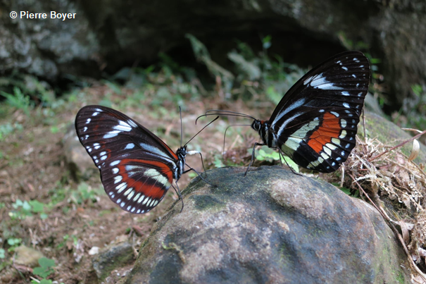 Mimetic butterflies in Ecuador