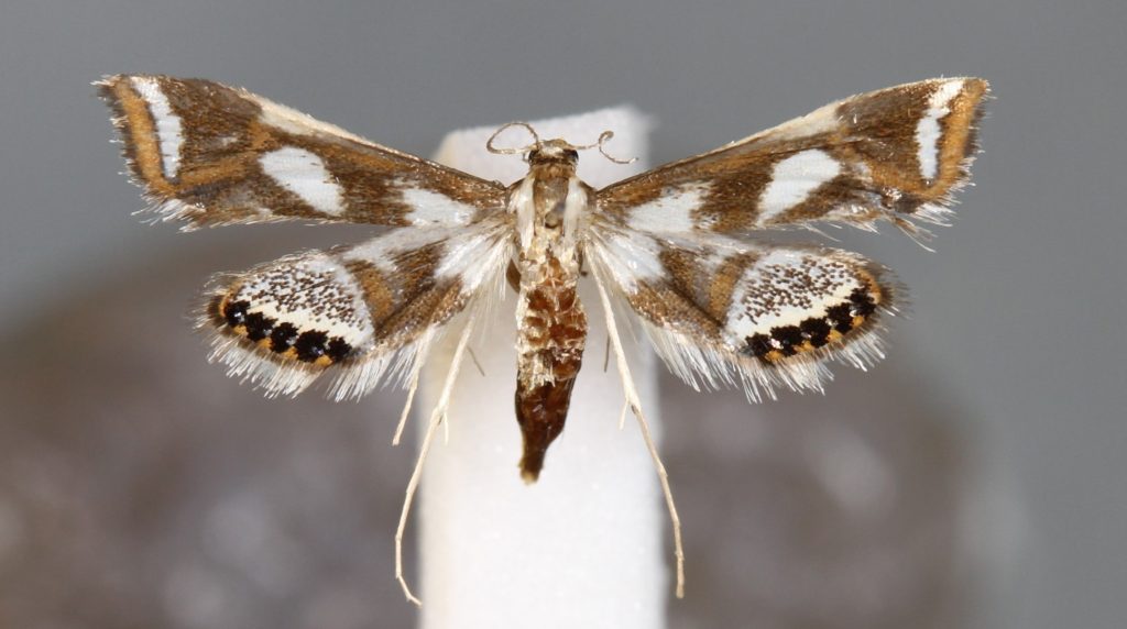 Picture of a pinned micromoth.