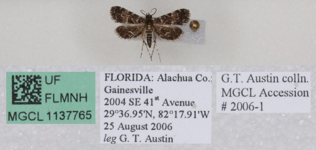 Picture of a pinned moth with labels.