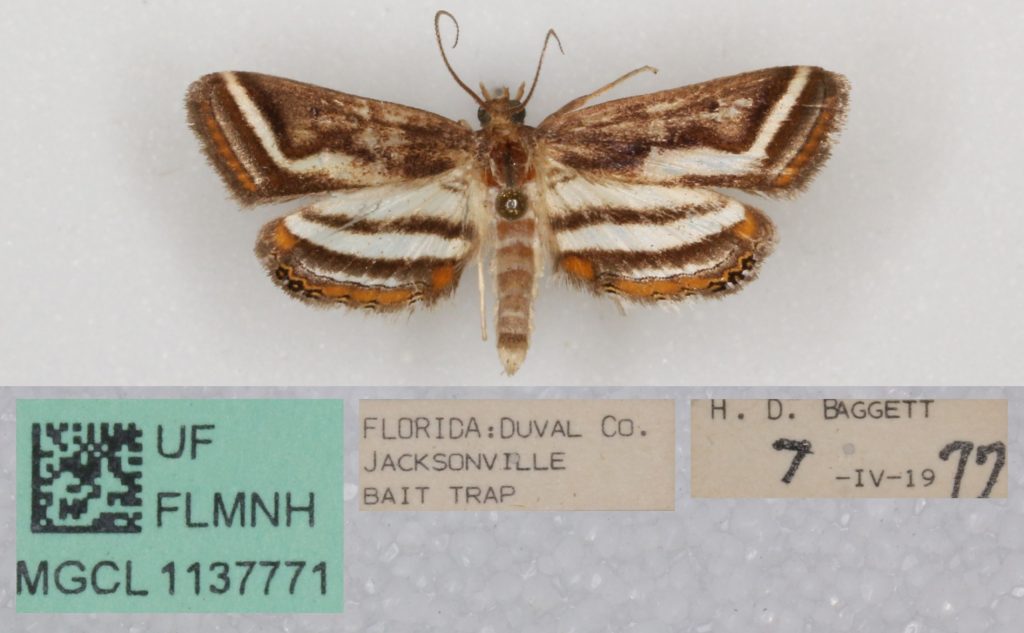 Picture of a pinned moth with labels.