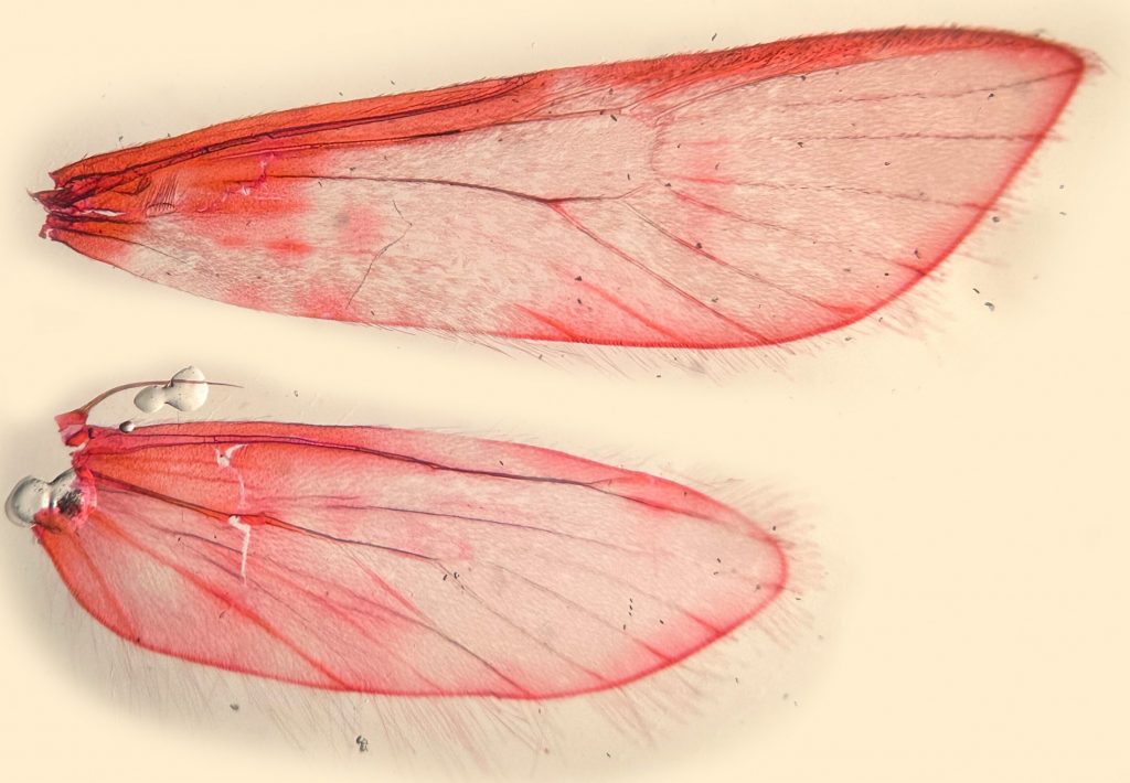 Picture of stained moth wings showing veins.