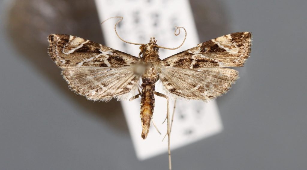 Picture of a pinned moth specimen.