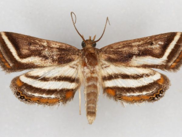 Picture of a brown, white, and orange striped moth.