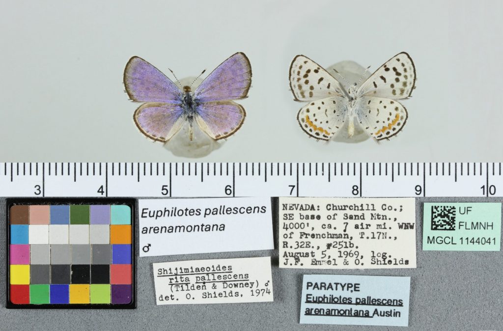 Image of a blue butterfly on the left and it's spotted underside on the right with labels below.