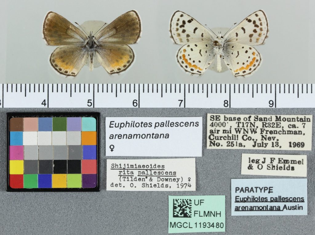 Image of a brown and orange butterfly on the left and it's spotted underside on the right with labels below.