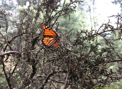 Monarch butterfly at the overwintering colony, Mexico.