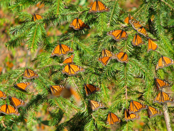 Picture of an evergreen tree branch covered with orange butterflies