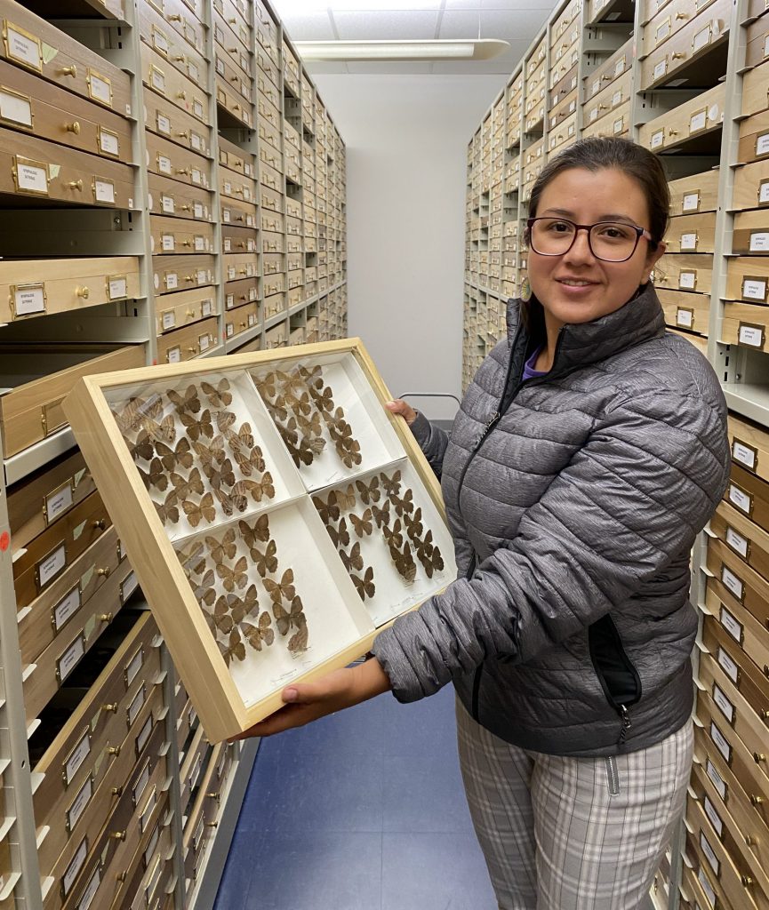 Picture of a woman holding a drawer of butterfly specimens.