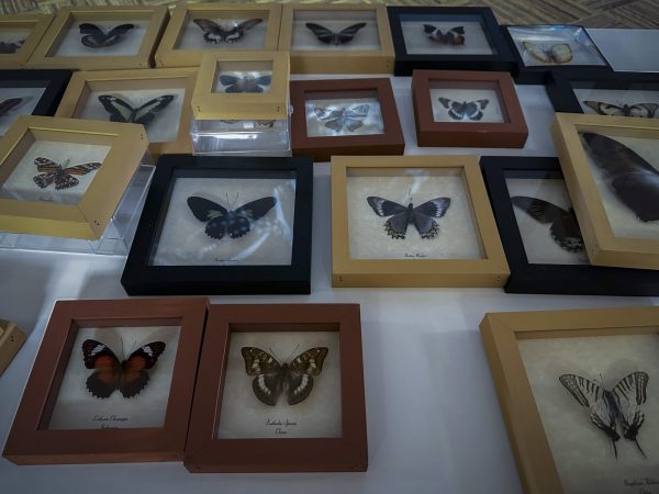 IHMC Biology of Butterflies Science Saturday, November 2025