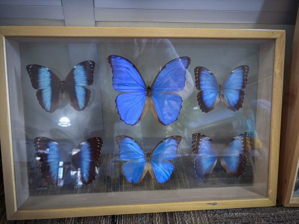 IHMC Biology of Butterflies Science Saturday, November 2025