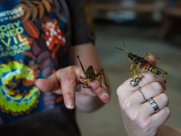 First Magnitude Brewing: Bugs, Bones, and Beers