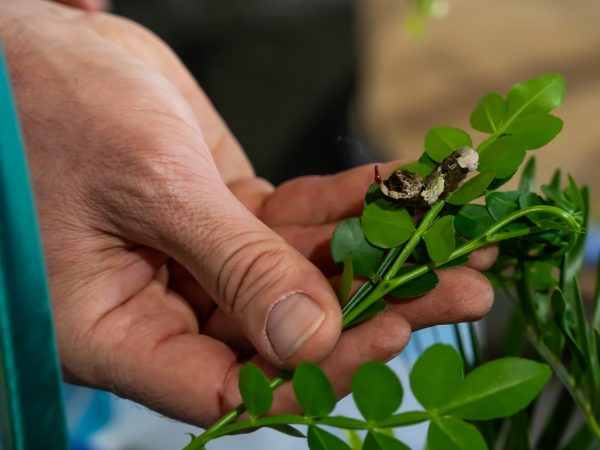 First Magnitude Brewing: Bugs, Bones, and Beers