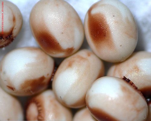 Attacus atlas eggs