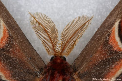 Comb-shaped antennae of Attacus atlas male. 