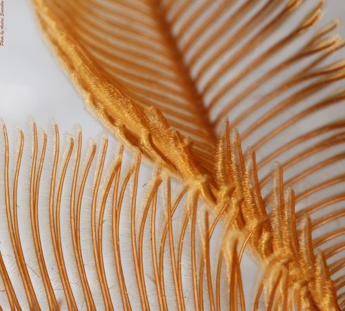 Closeup of antennae of Attacus atlas male. 