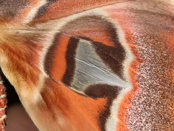 closeup of the hindwing of the Attacus atlas, collection of the McGuire Center