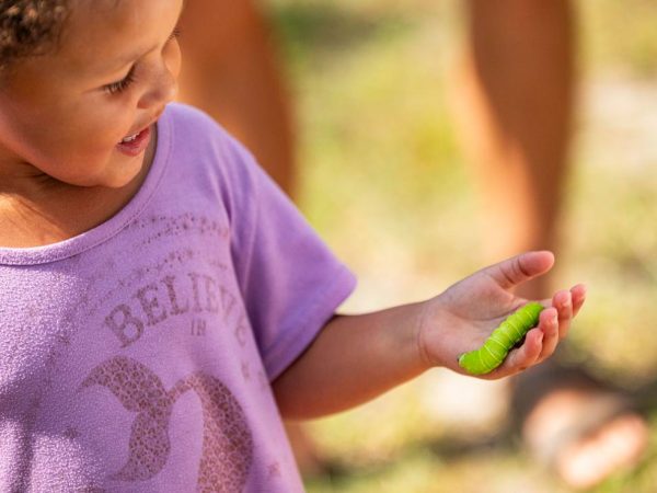 Plants for Pollinators at the Matheson Museum