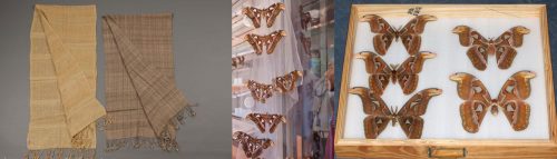 Scarfs made of fagara silk, females Atlas Moths on display, and a collection drawer with Attacus atlas males (left) and females. 