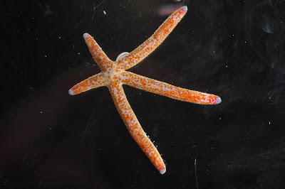 parasitic snail Thyca on the seastar Lincka multiflora