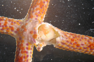 internally parasitic snail Stylifer on seastar Lincka multiflora