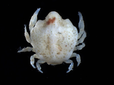 Leucosid crab