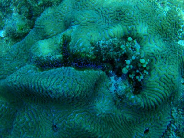 Alpheid shrimp burrow