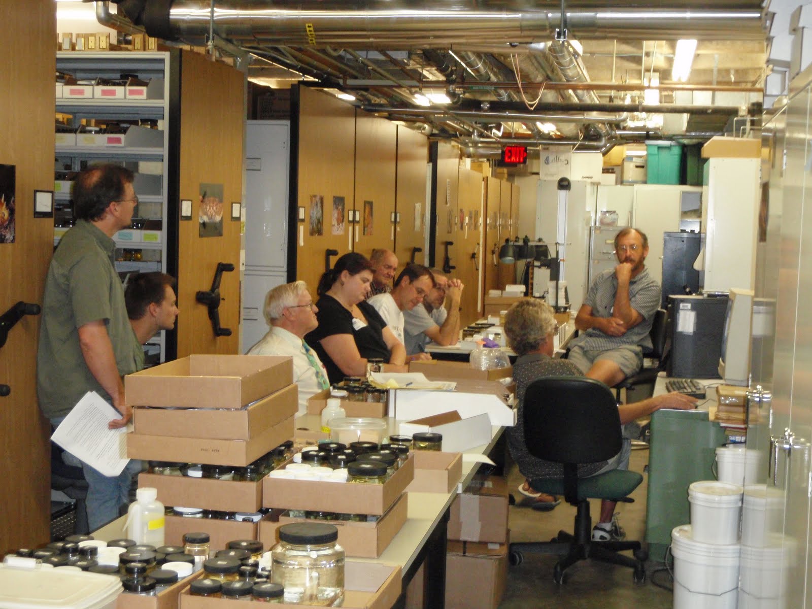 identifying vermetids