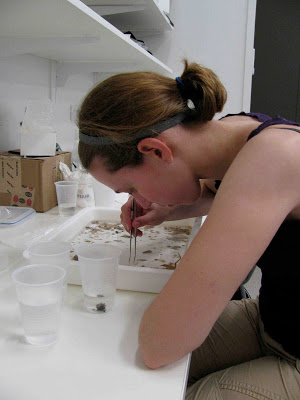 sorting the specimens